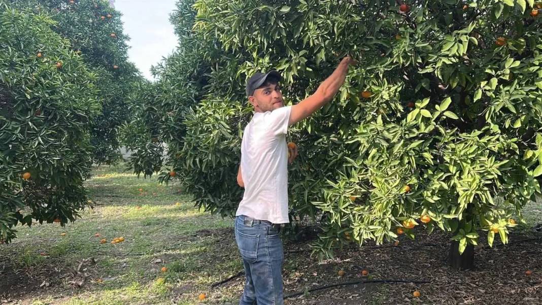 Hatay’da Dalından Narenciye Toplatan Festivale Yoğun İlgi! 4
